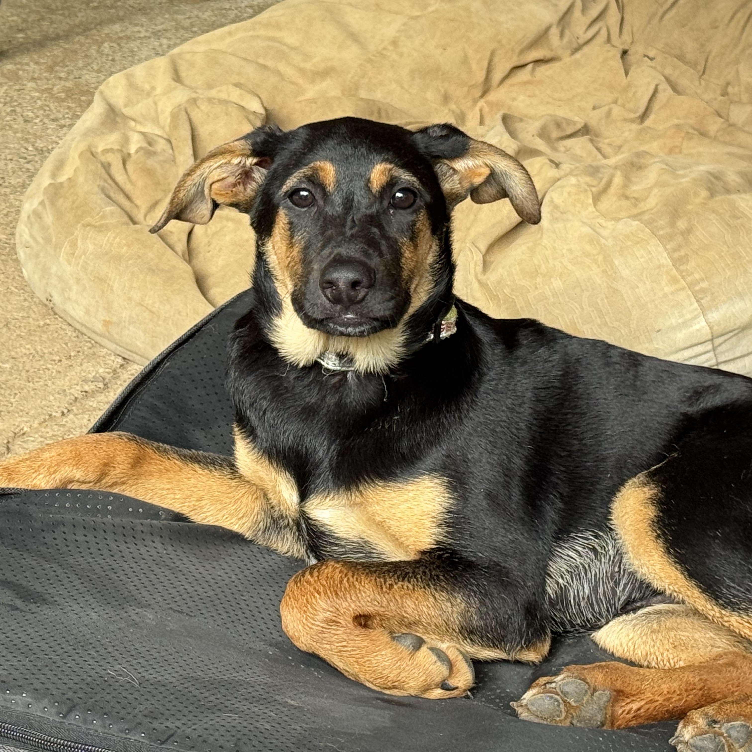 Enlarge Gabby, a Adoptable mixed breed in Ragland, AL image 5/6