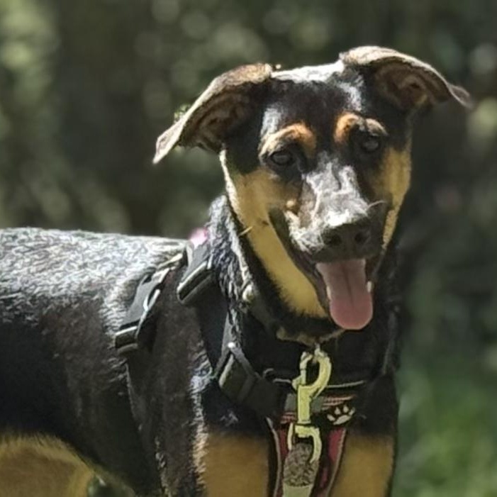 Enlarge Gabby, a Adoptable mixed breed in Ragland, AL image 2/6
