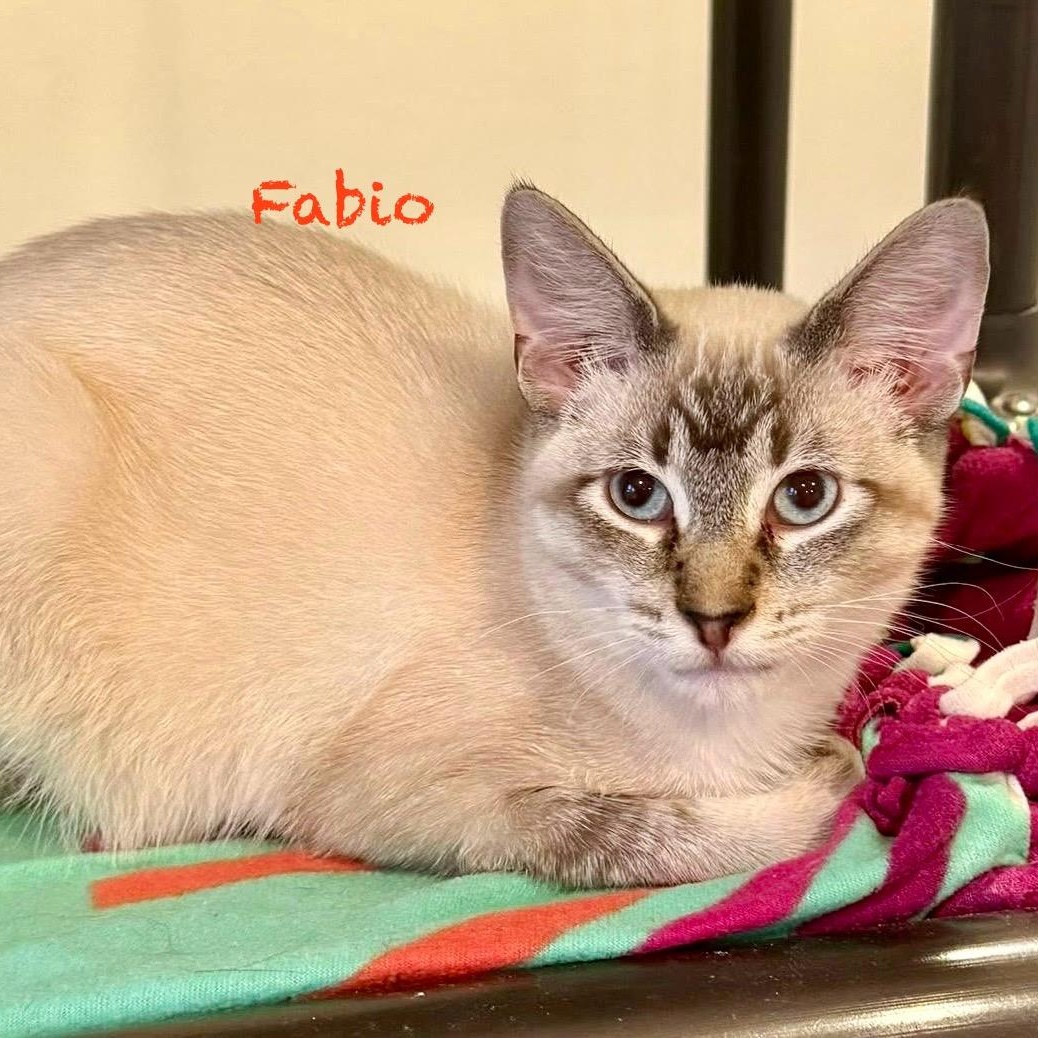 Fabio, adoptable, Young Male Siamese.