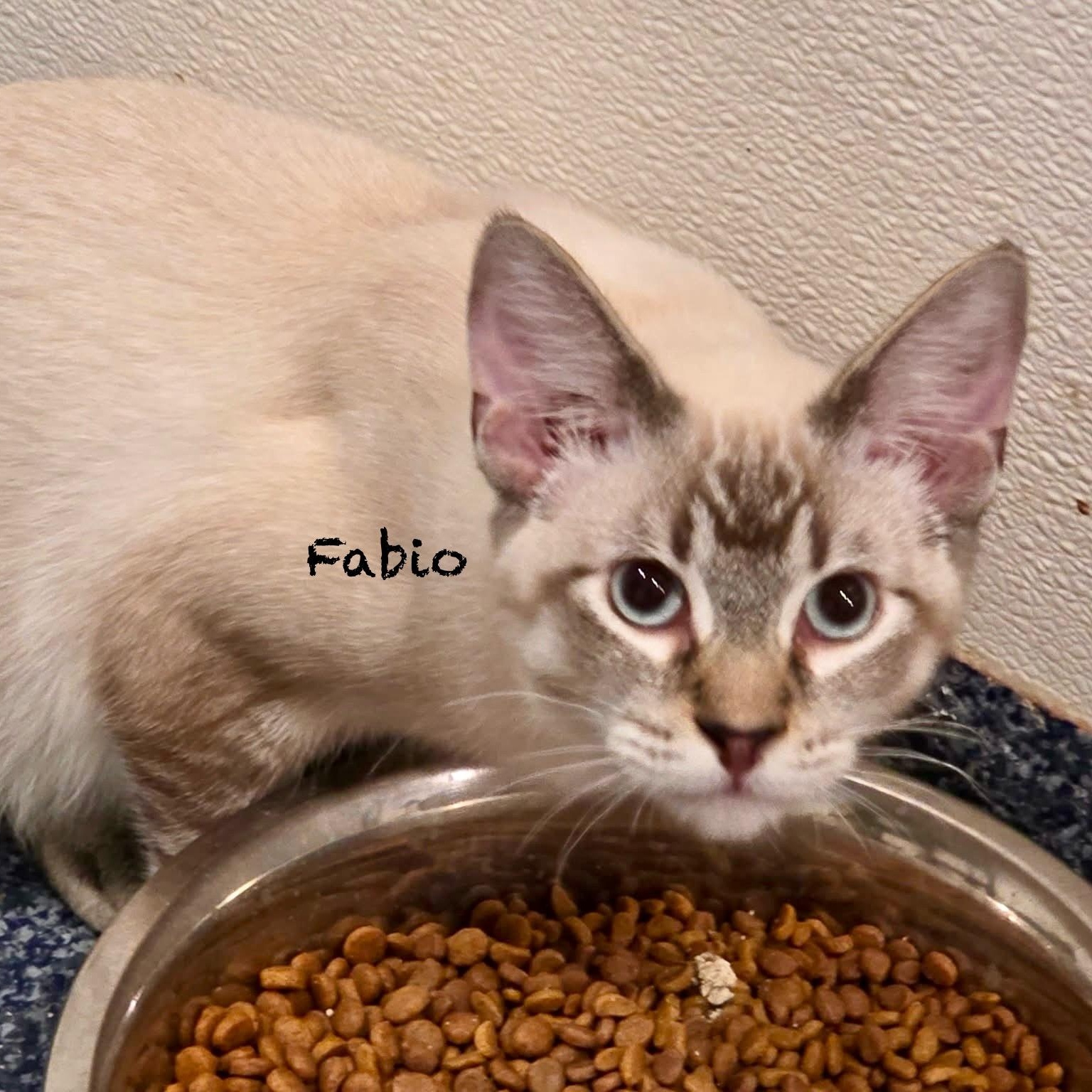 Fabio, an adoptable Siamese in Palatine, IL image 3/3