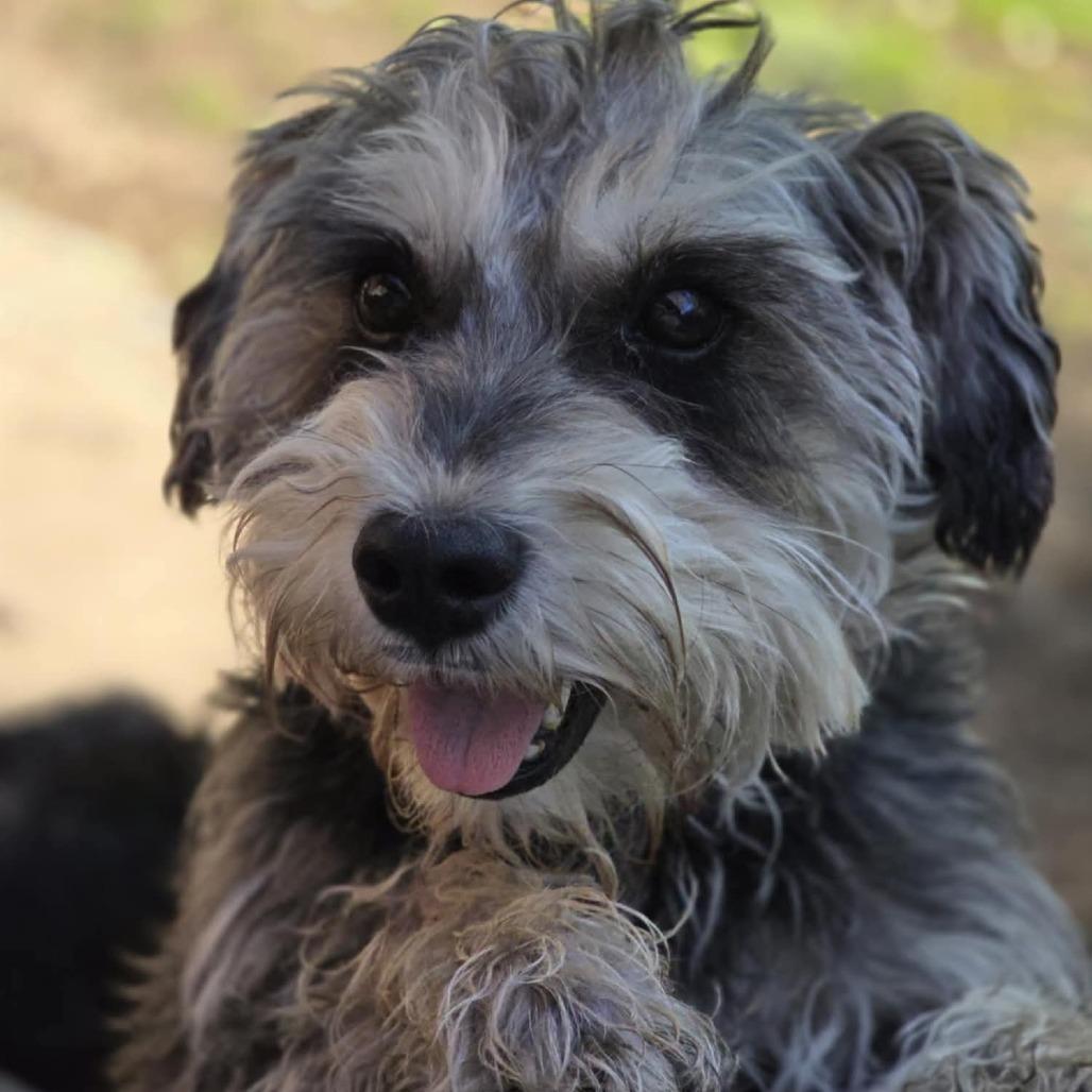 Lacy, a Adoptable Schnauzer in Simpsonville, SC image 1/2
