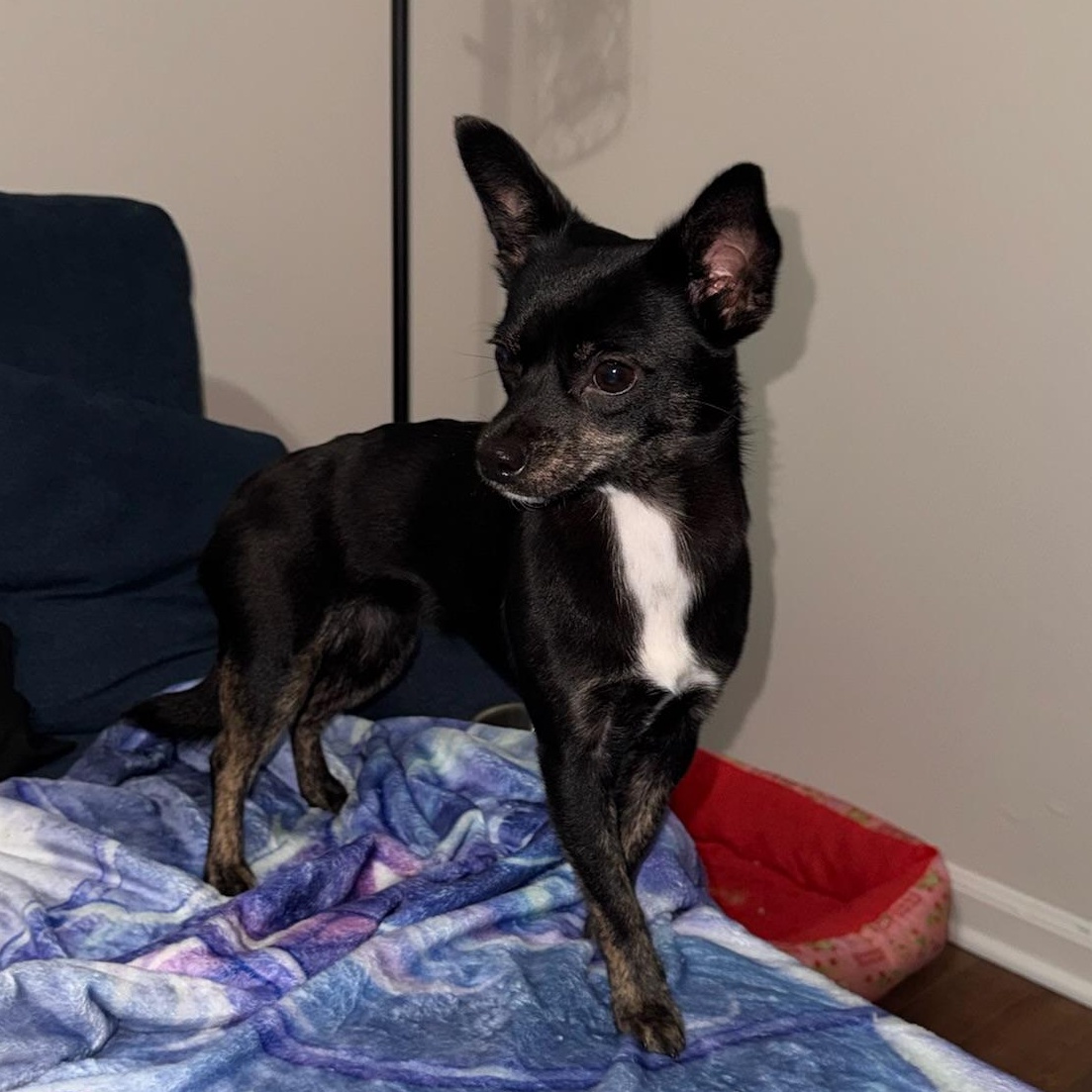 Nova, an adopted Chihuahua in atlanta, GA image 2/3