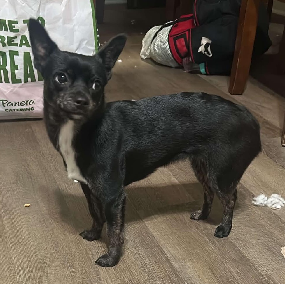 Nova, an adopted Chihuahua in atlanta, GA image 3/3