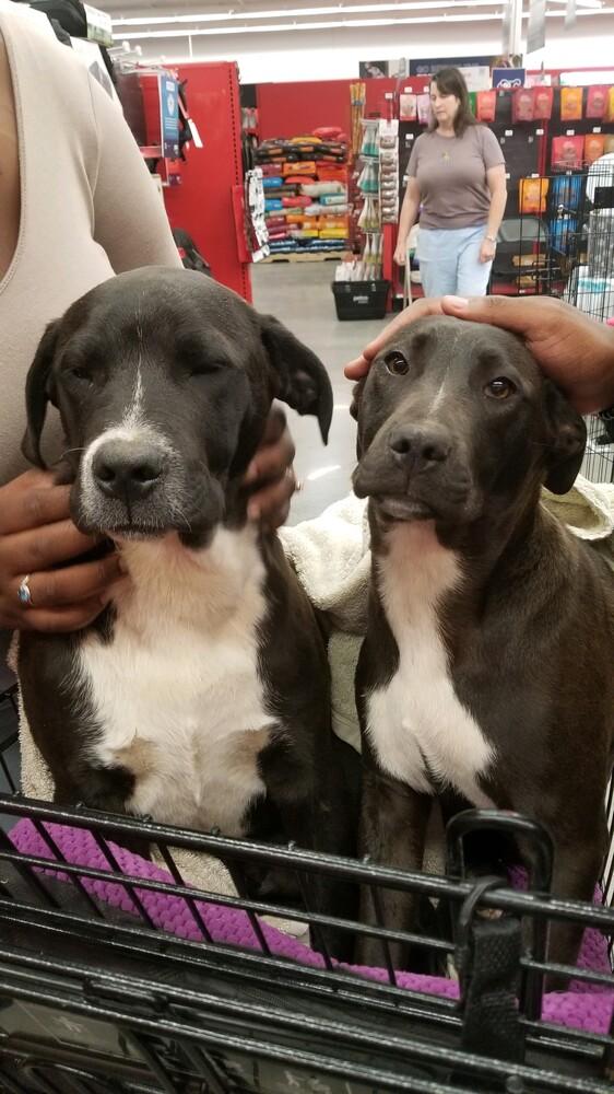 Enlarge Michael, a Adoptable mixed breed in Douglasville, GA image 3/6