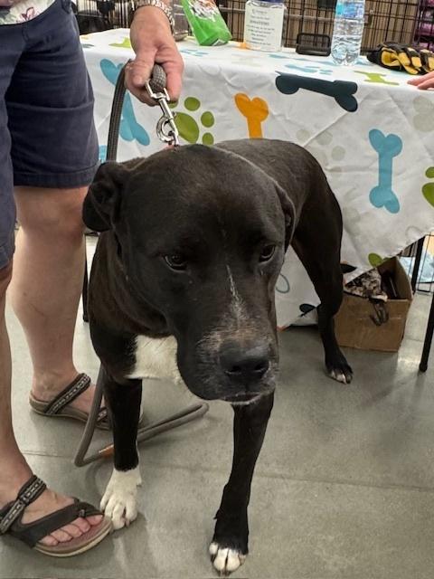 Enlarge Michael, a Adoptable mixed breed in Douglasville, GA image 5/6