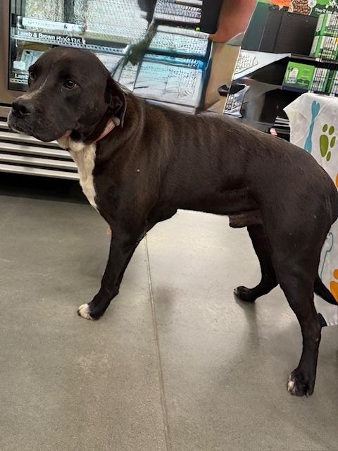 Enlarge Michael, a Adoptable mixed breed in Douglasville, GA image 1/6