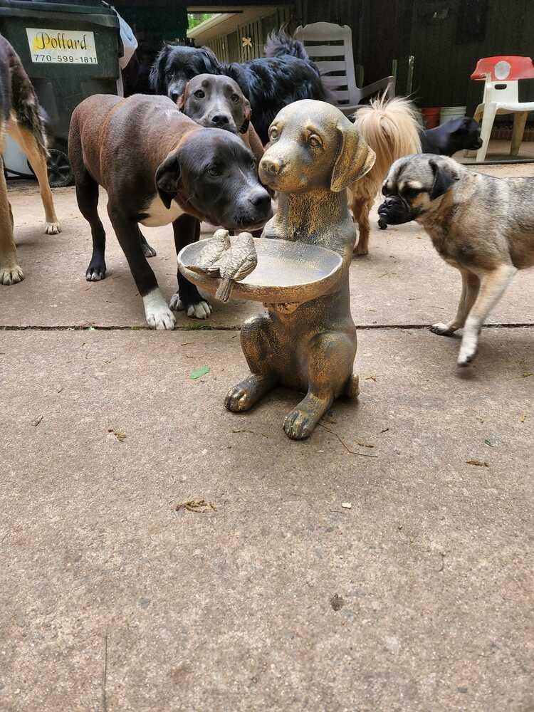 Enlarge Michael, a Adoptable mixed breed in Douglasville, GA image 6/6