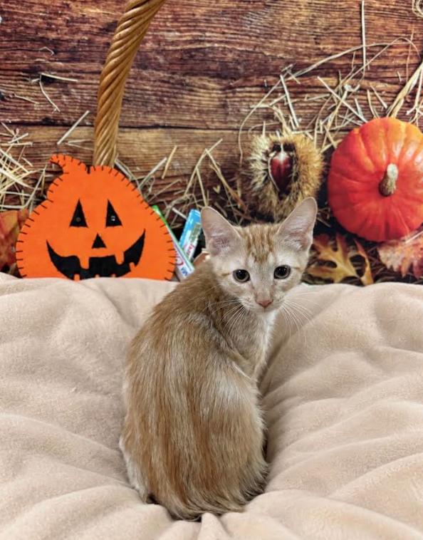 Enlarge Whiskey, a Adoptable Domestic Short Hair in Tehachapi, CA image 1/1