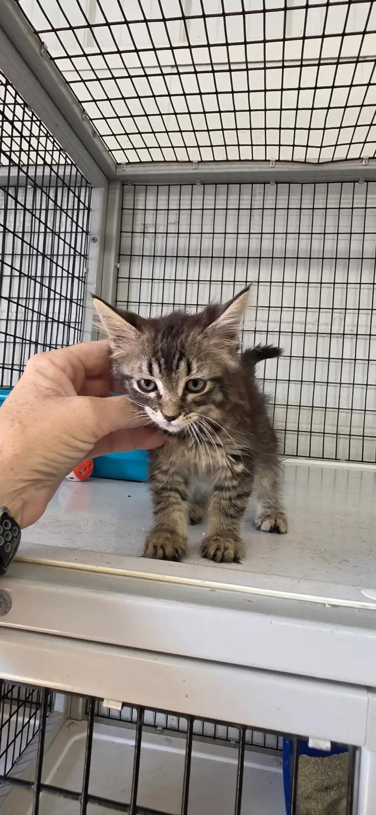 Unknown, Adoptable, Kitten Female Domestic Medium Hair.
