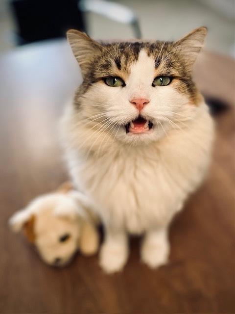 Lancelot, Adoptable, Adult Male Domestic Long Hair.