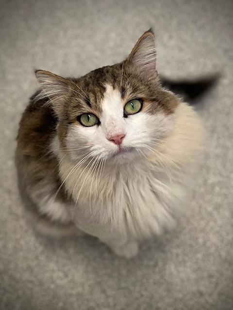 Enlarge Lancelot, a Adoptable Domestic Long Hair in Duxbury, MA image 2/3