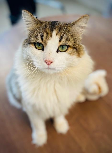 Enlarge Lancelot, a Adoptable Domestic Long Hair in Duxbury, MA image 3/3