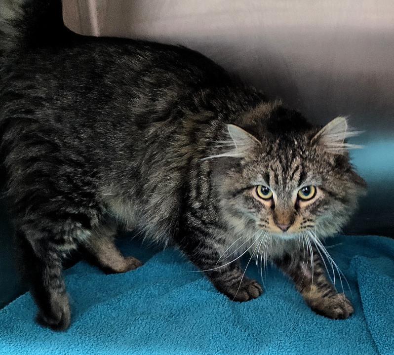 Mr. Cobb, a Adoptable Domestic Medium Hair in Independence, IA image 2/4