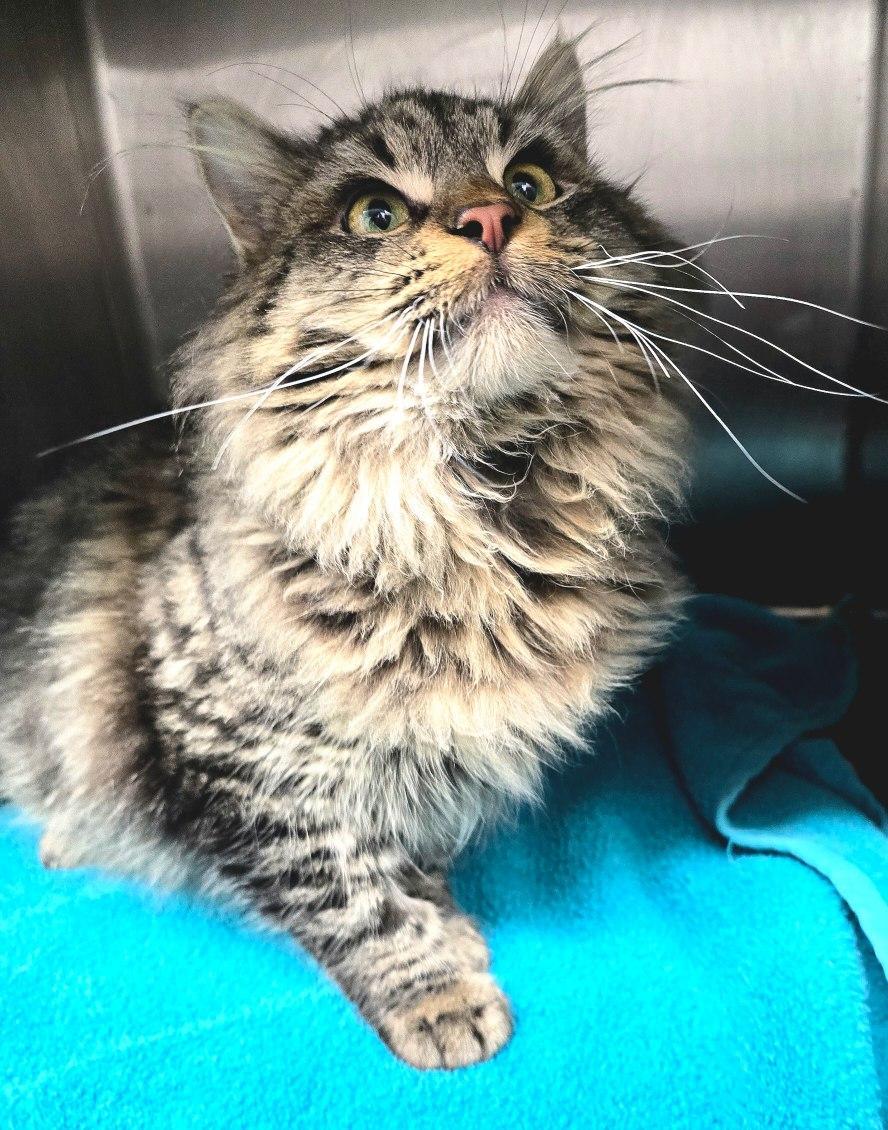 Mr. Cobb, a Adoptable Domestic Medium Hair in Independence, IA image 3/4