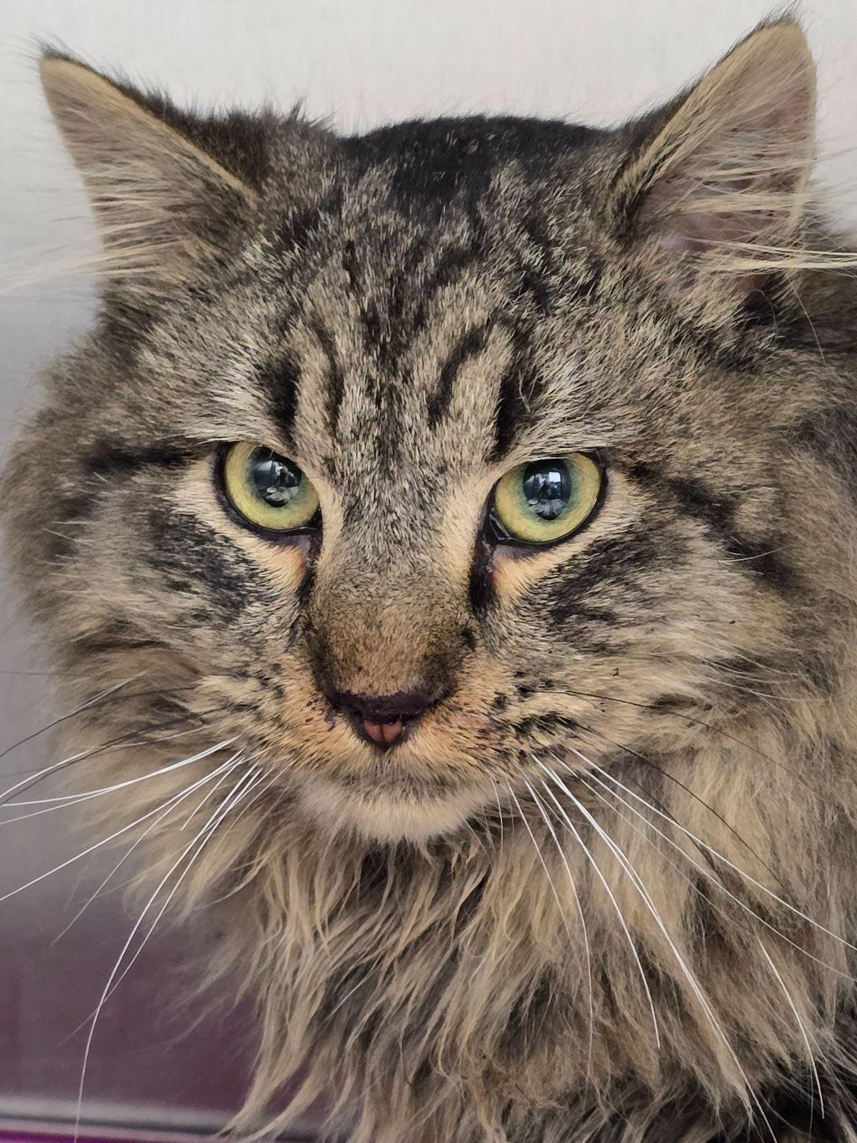 Mr. Cobb, a Adoptable Domestic Medium Hair in Independence, IA image 4/4