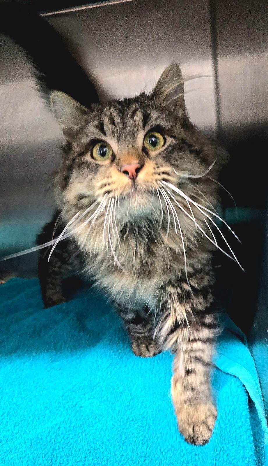 Mr. Cobb, a Adoptable Domestic Medium Hair in Independence, IA image 1/4