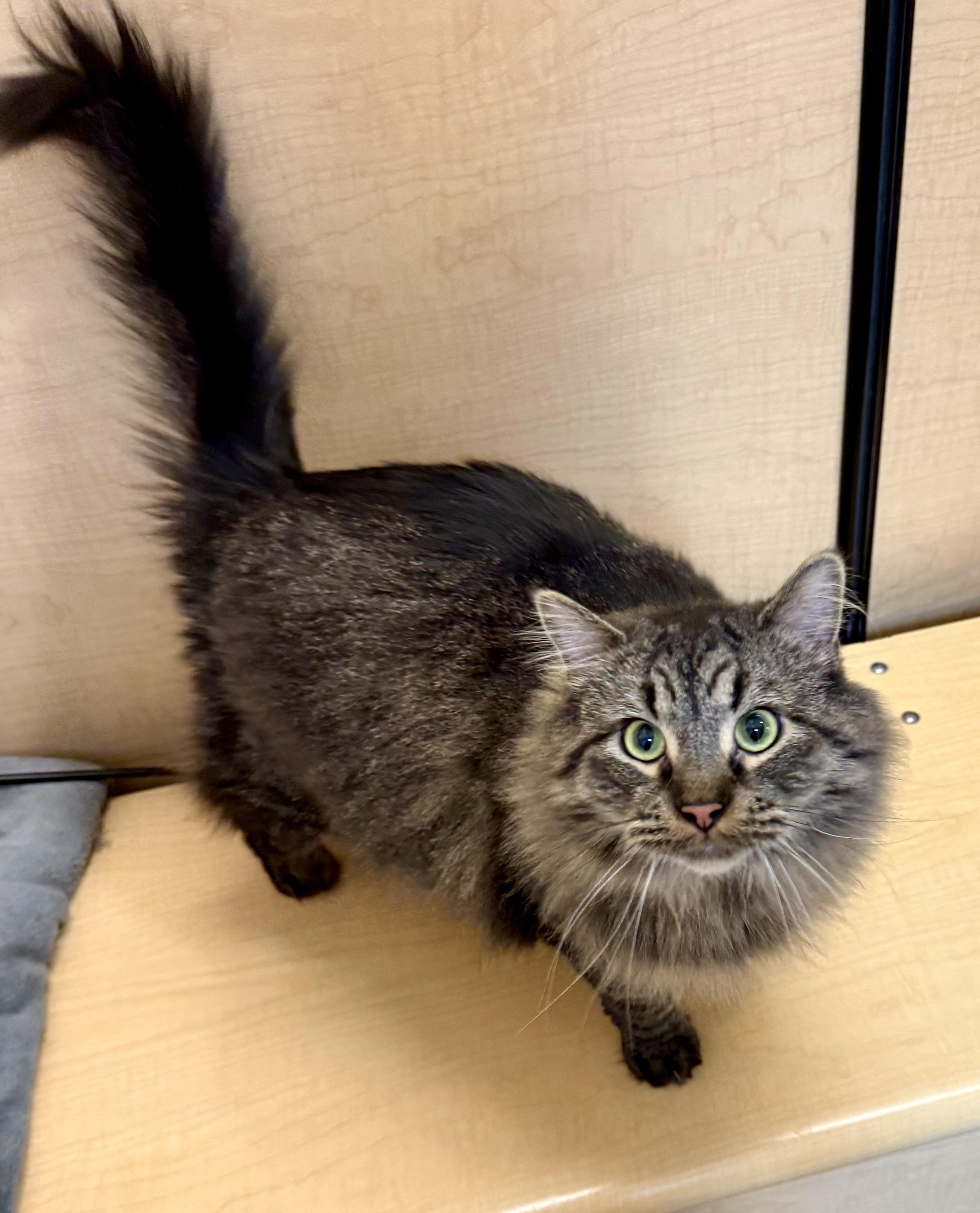 Enlarge Mr. Cobb, a Adoptable Domestic Medium Hair in Independence, IA image 1/2
