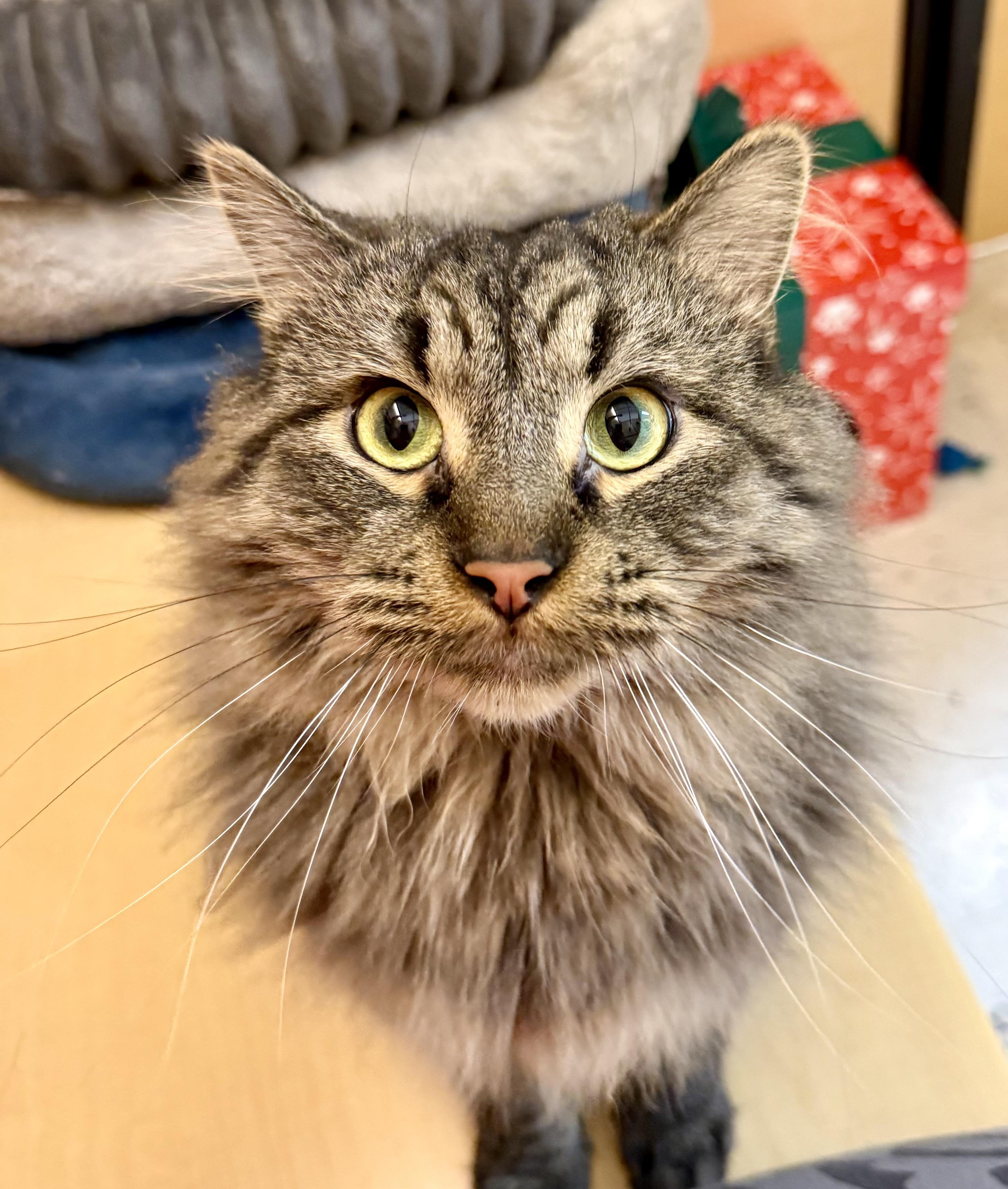Enlarge Mr. Cobb, a Adoptable Domestic Medium Hair in Independence, IA image 2/2