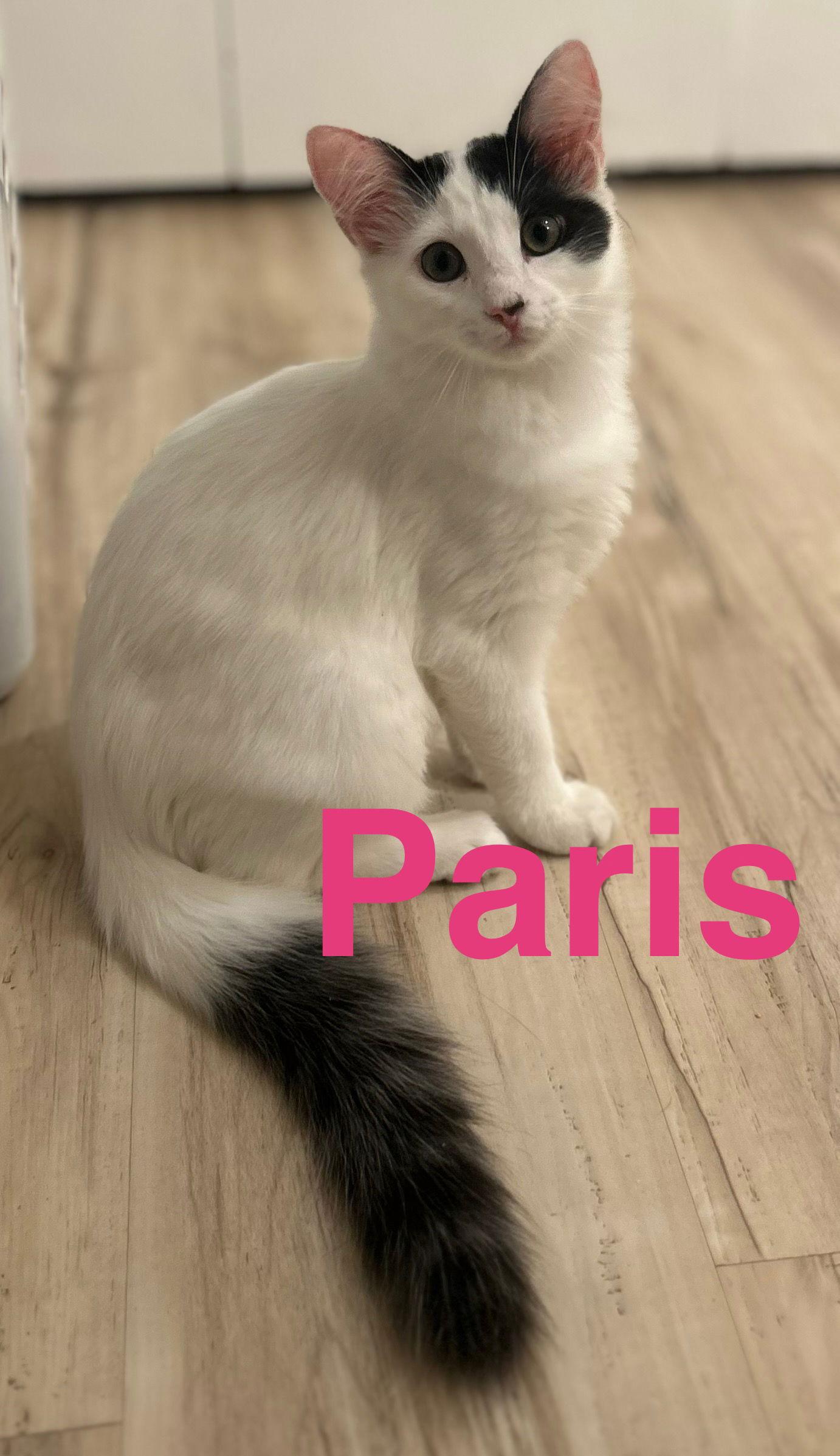 Enlarge Paris, a Adopted mixed breed in Dickinson, TX image 1/3