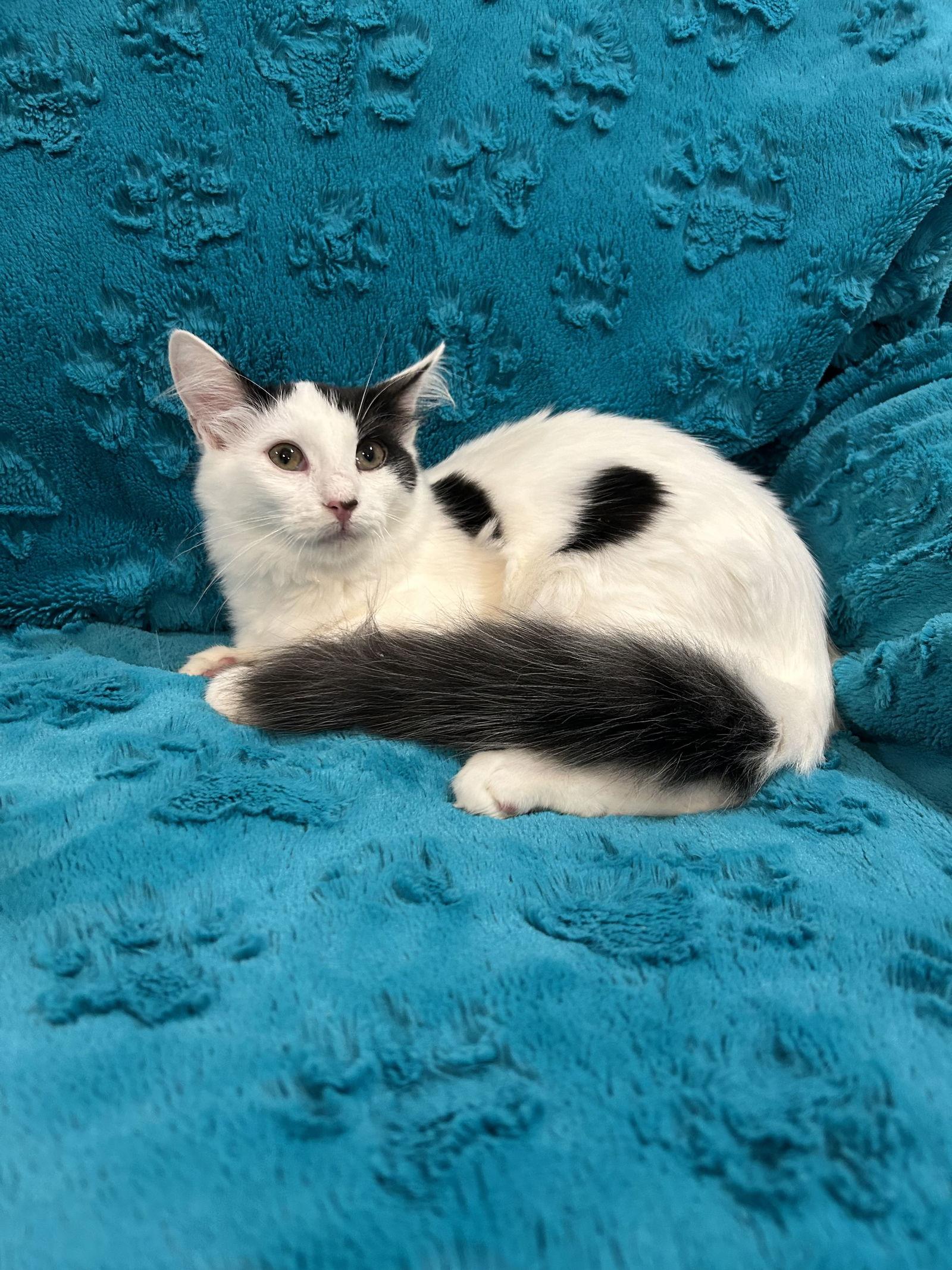 Enlarge Paris, a Adopted mixed breed in Dickinson, TX image 2/3