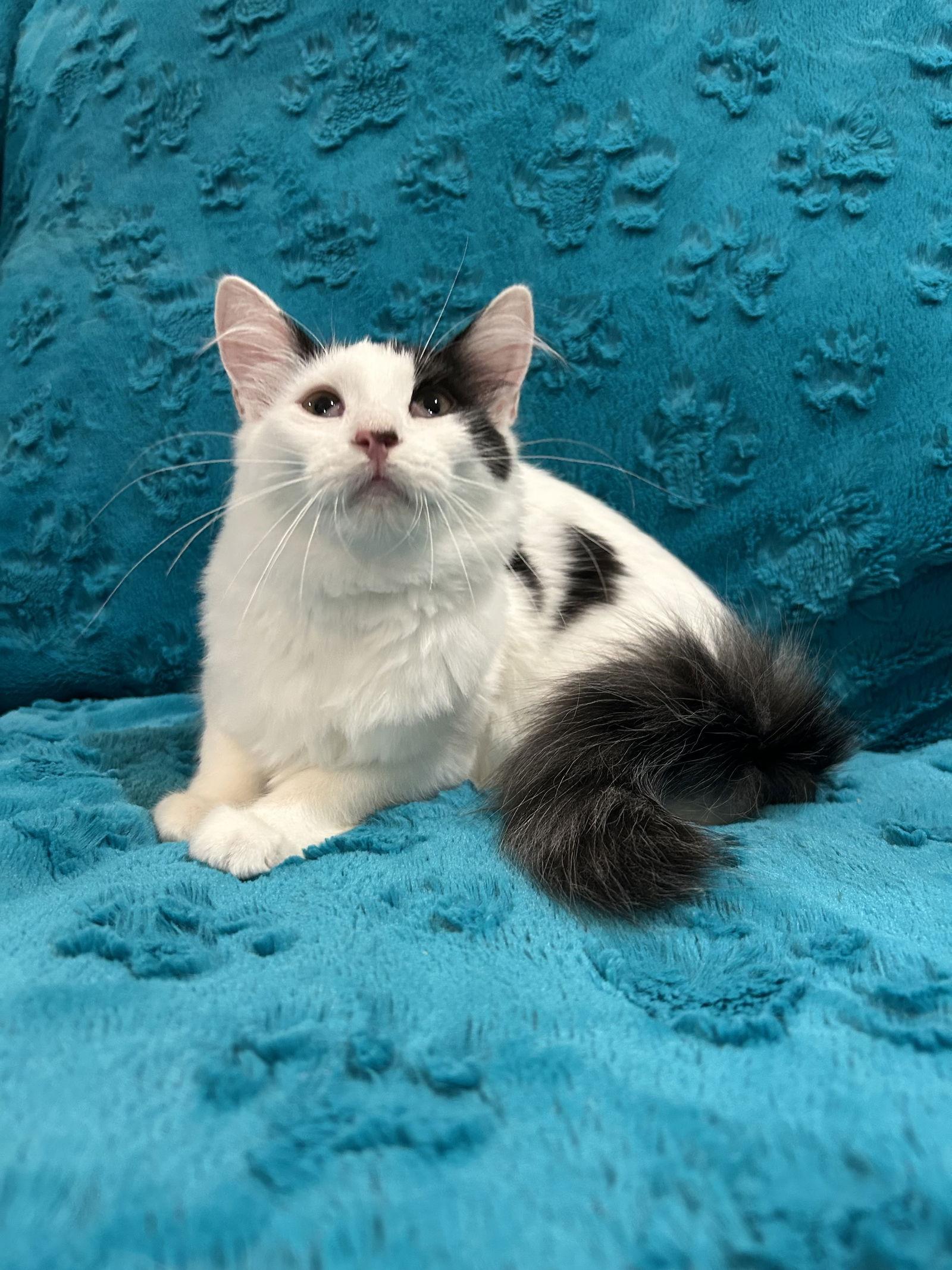 Enlarge Paris, a Adopted mixed breed in Dickinson, TX image 3/3