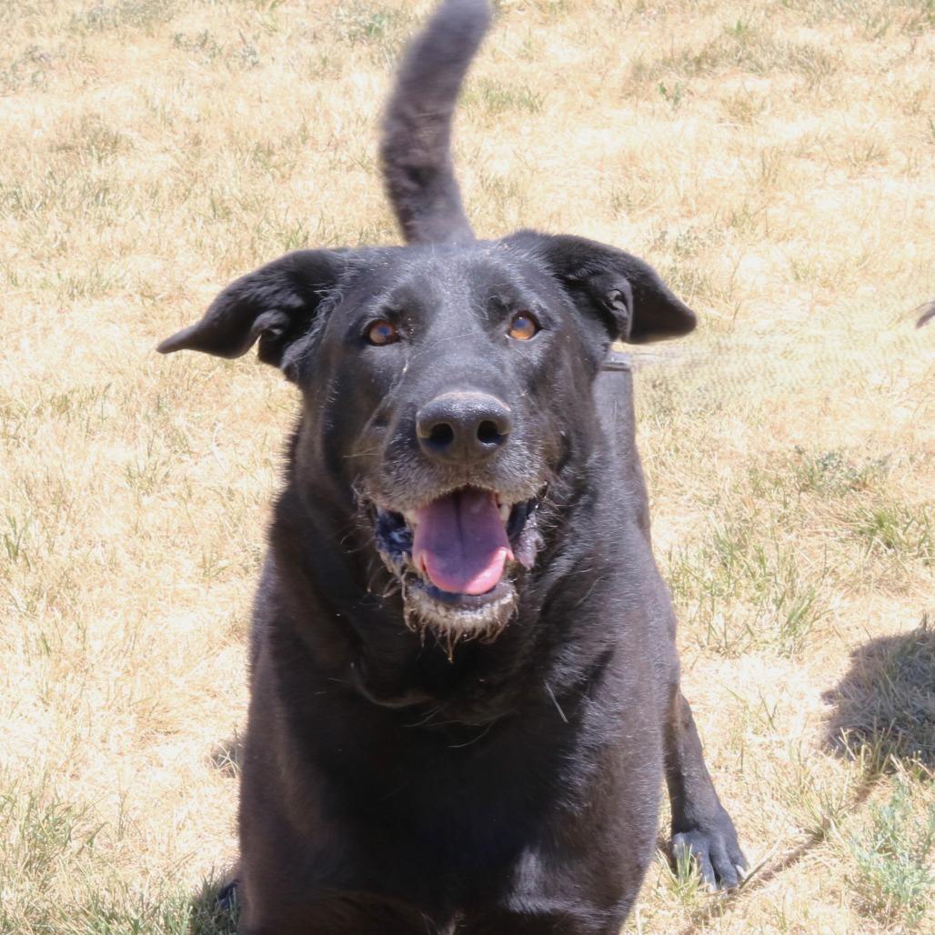 Smokey, a Adoptable mixed breed in Rifle, CO image 1/5