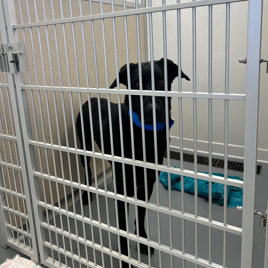 Smokey, a Adoptable mixed breed in Rifle, CO image 2/5