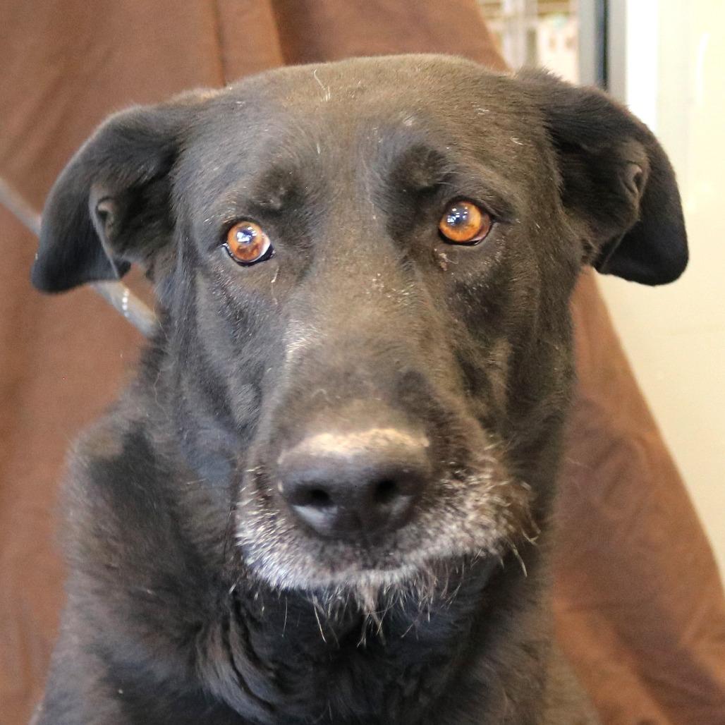 Smokey, a Adoptable mixed breed in Rifle, CO image 3/5