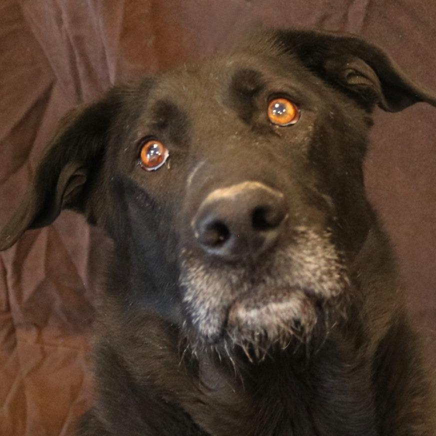 Smokey, a Adoptable mixed breed in Rifle, CO image 4/5