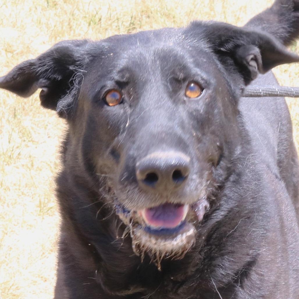 Smokey, a Adoptable mixed breed in Rifle, CO image 5/5