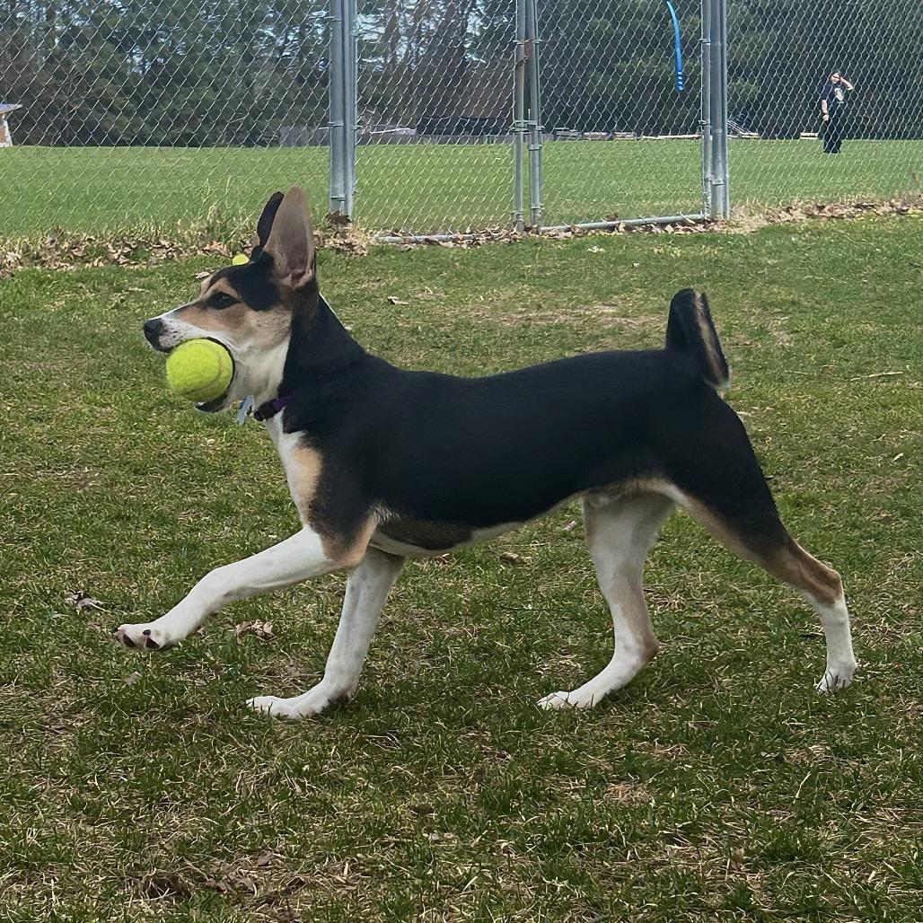 Ringo (aka Ozzy) photo 5