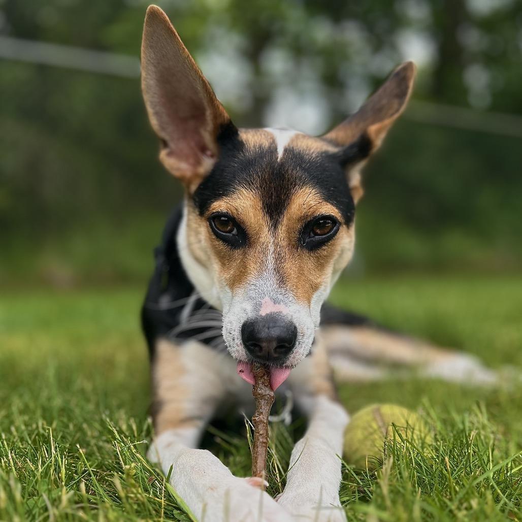 Ringo (aka Ozzy), Young Male unknown