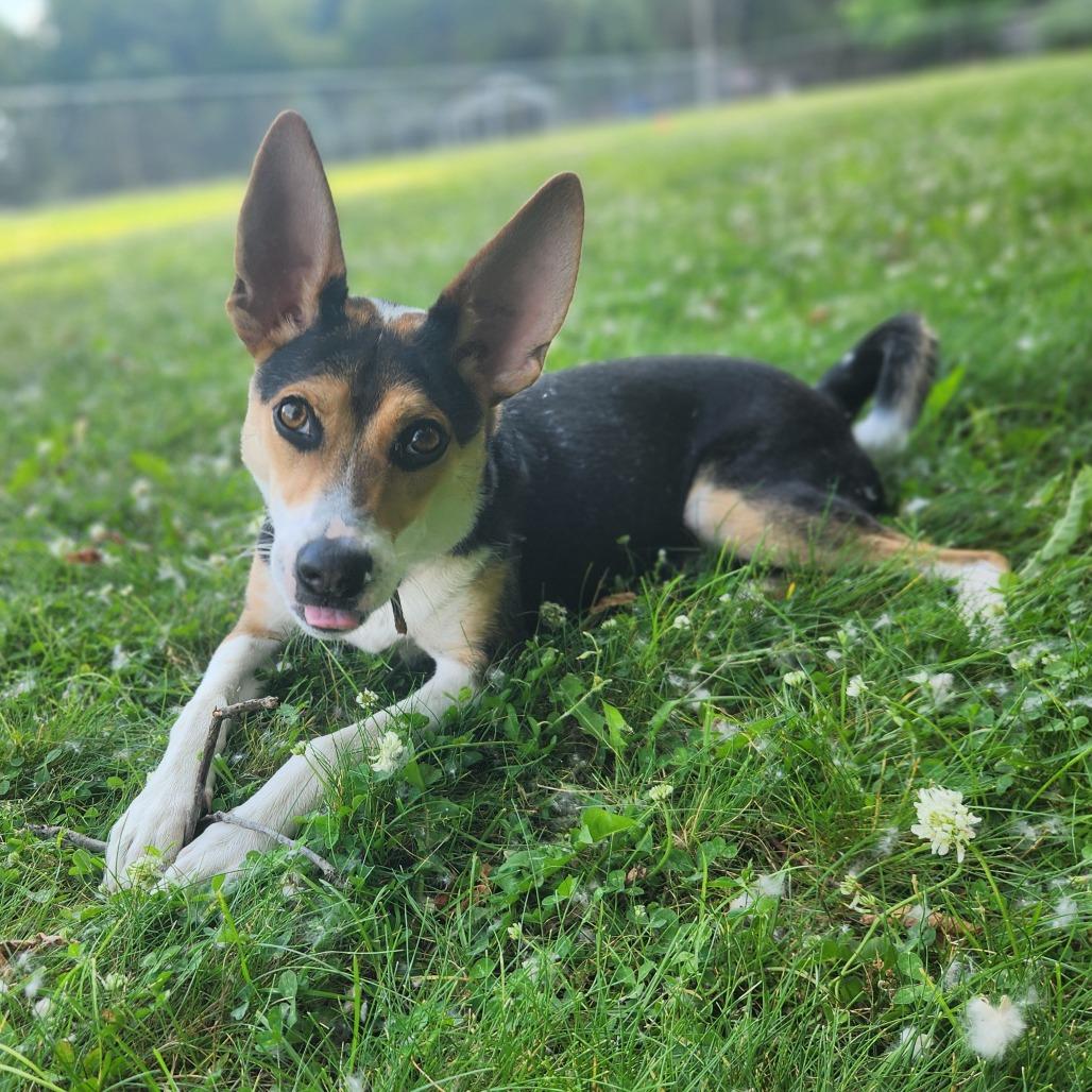 Ringo (aka Ozzy), an adoptable Feist, Mixed Breed in Fenton, MI, 48430 | Photo Image 3