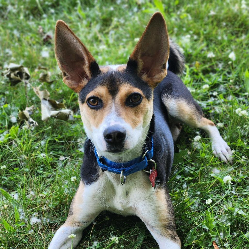 Ringo (aka Ozzy), an adoptable Feist, Mixed Breed in Fenton, MI, 48430 | Photo Image 4