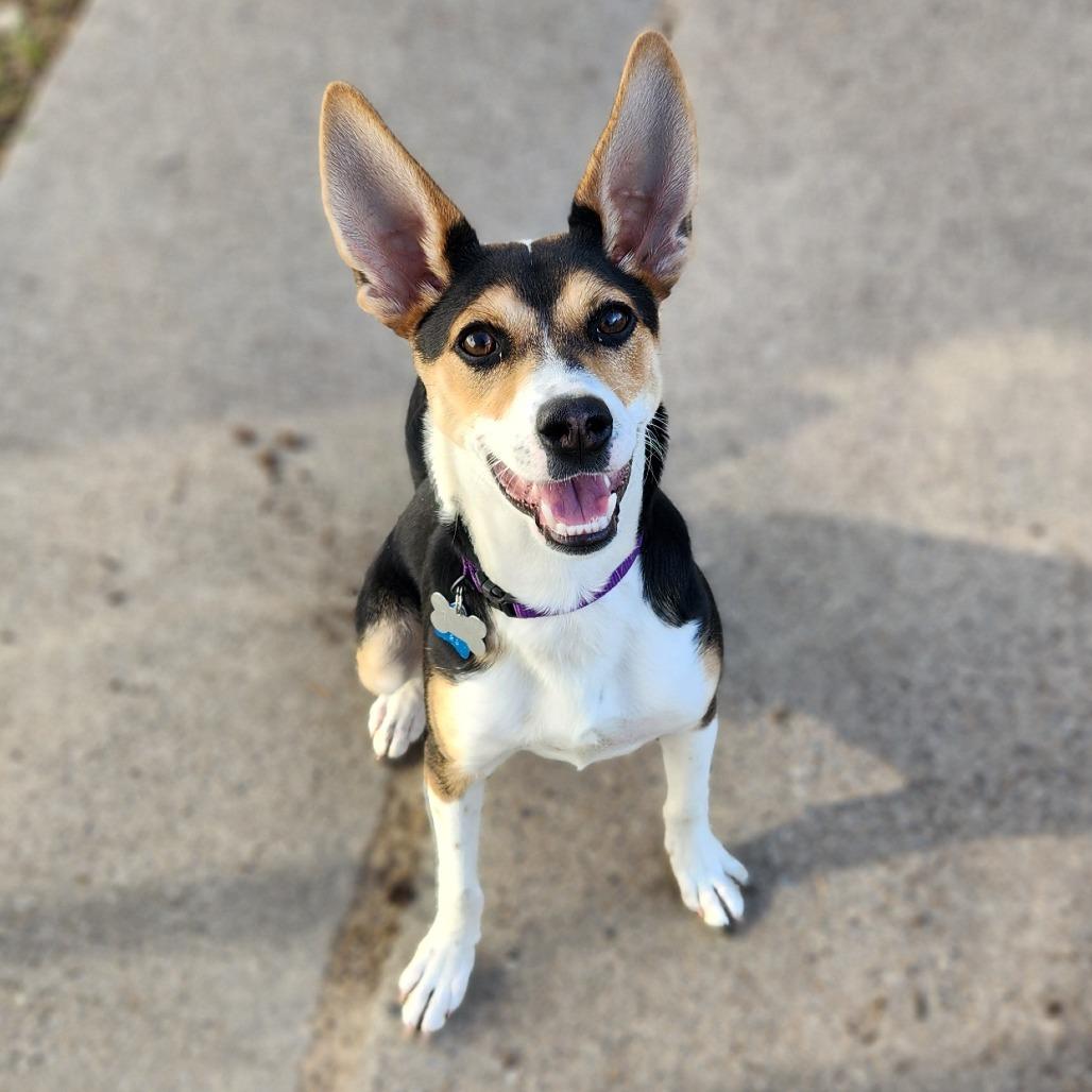 Ringo (aka Ozzy), an adoptable Feist, Mixed Breed in Fenton, MI, 48430 | Photo Image 2