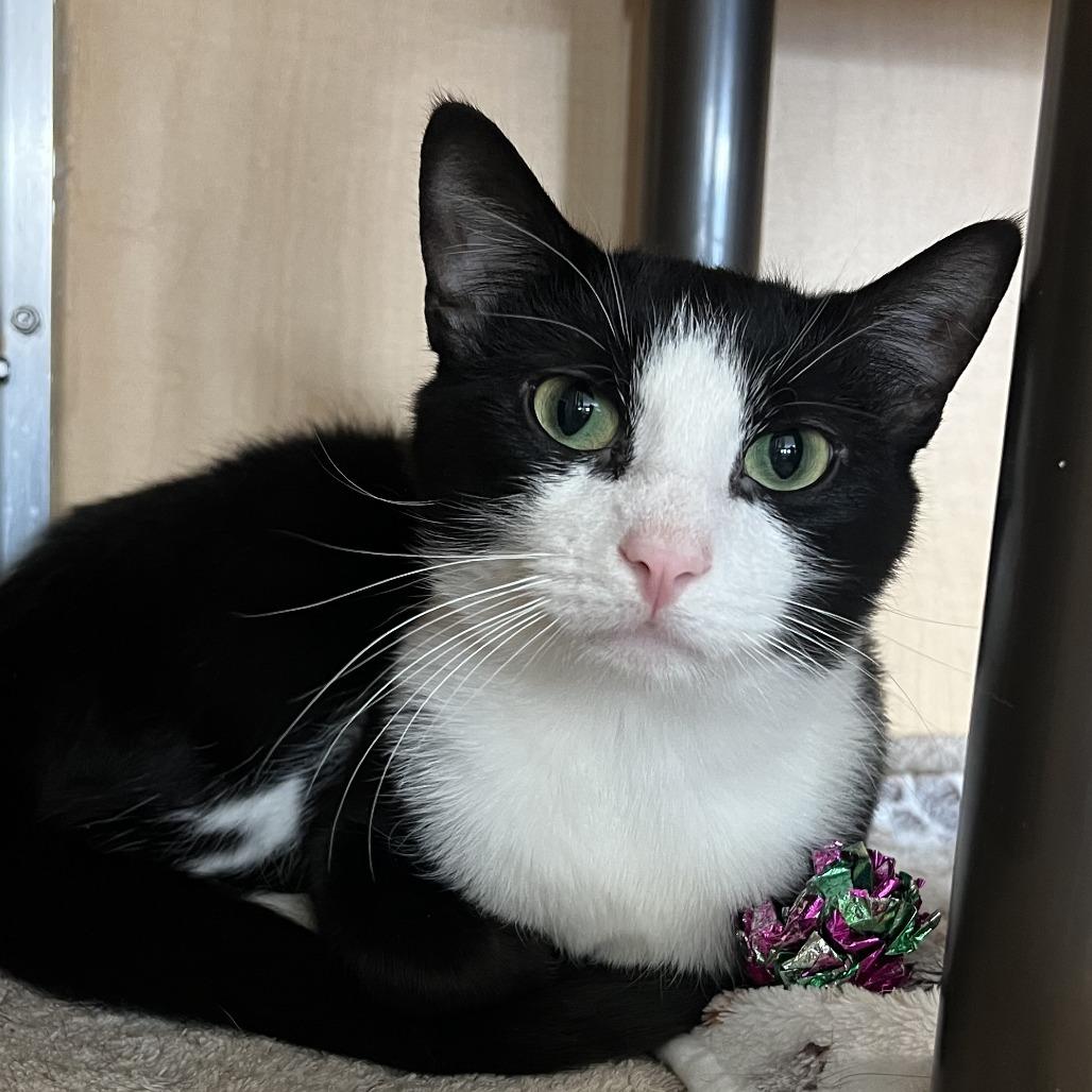 Enlarge Birdie, a Adoptable Domestic Short Hair in Chesapeake, VA image 1/1