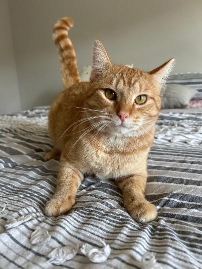 Enlarge Sketch, a ADOPTABLE Tabby in Cincinnati, OH image 2/3