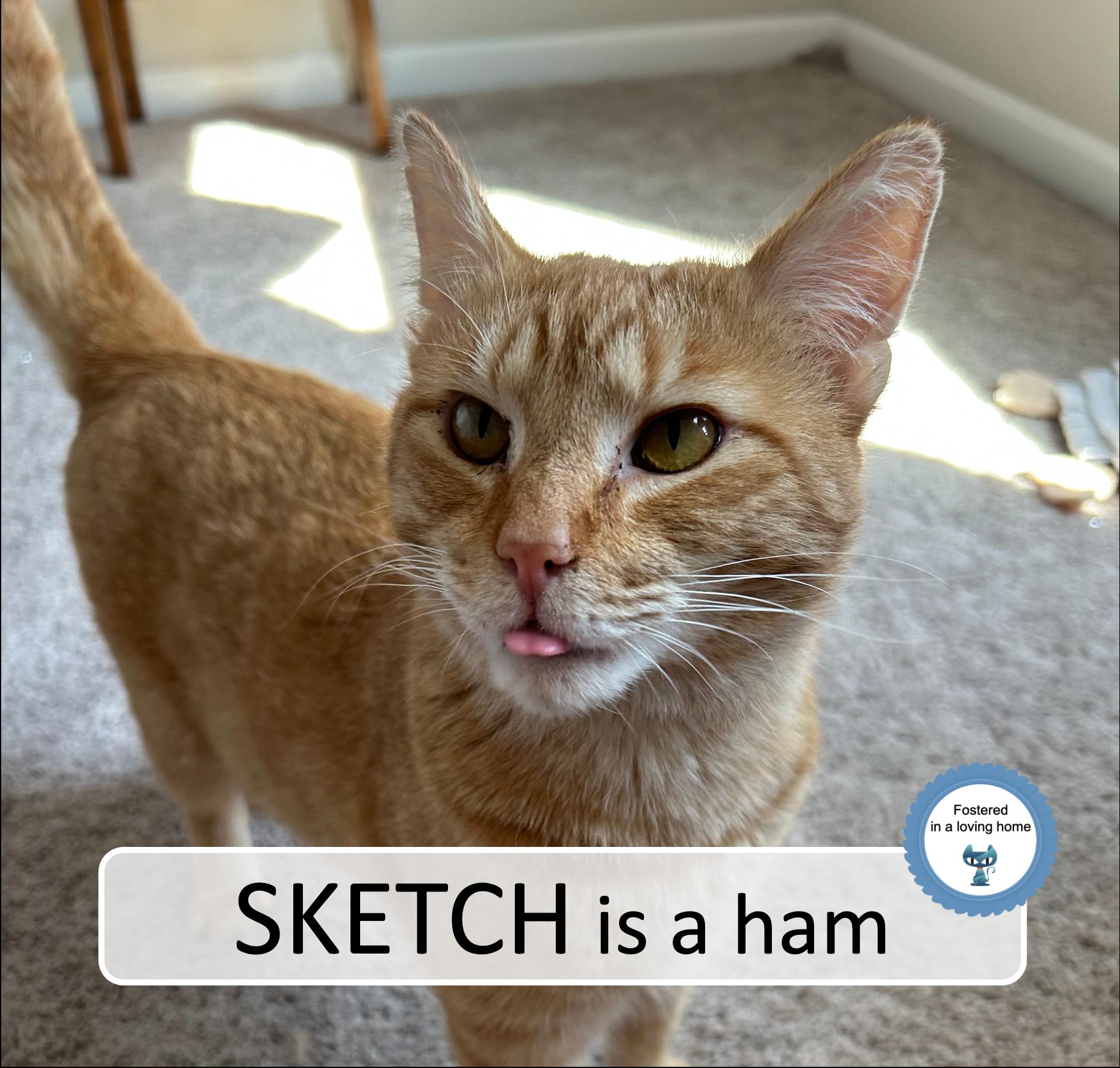 Enlarge Sketch, a ADOPTABLE Tabby in Cincinnati, OH image 1/3