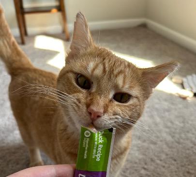 Enlarge Sketch, a ADOPTABLE Tabby in Cincinnati, OH image 3/3