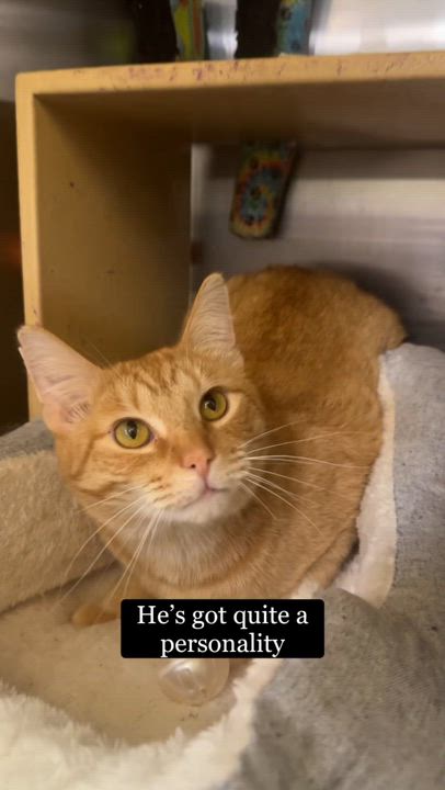 Enlarge Sketch, a ADOPTABLE Tabby in Cincinnati, OH video 4/4
