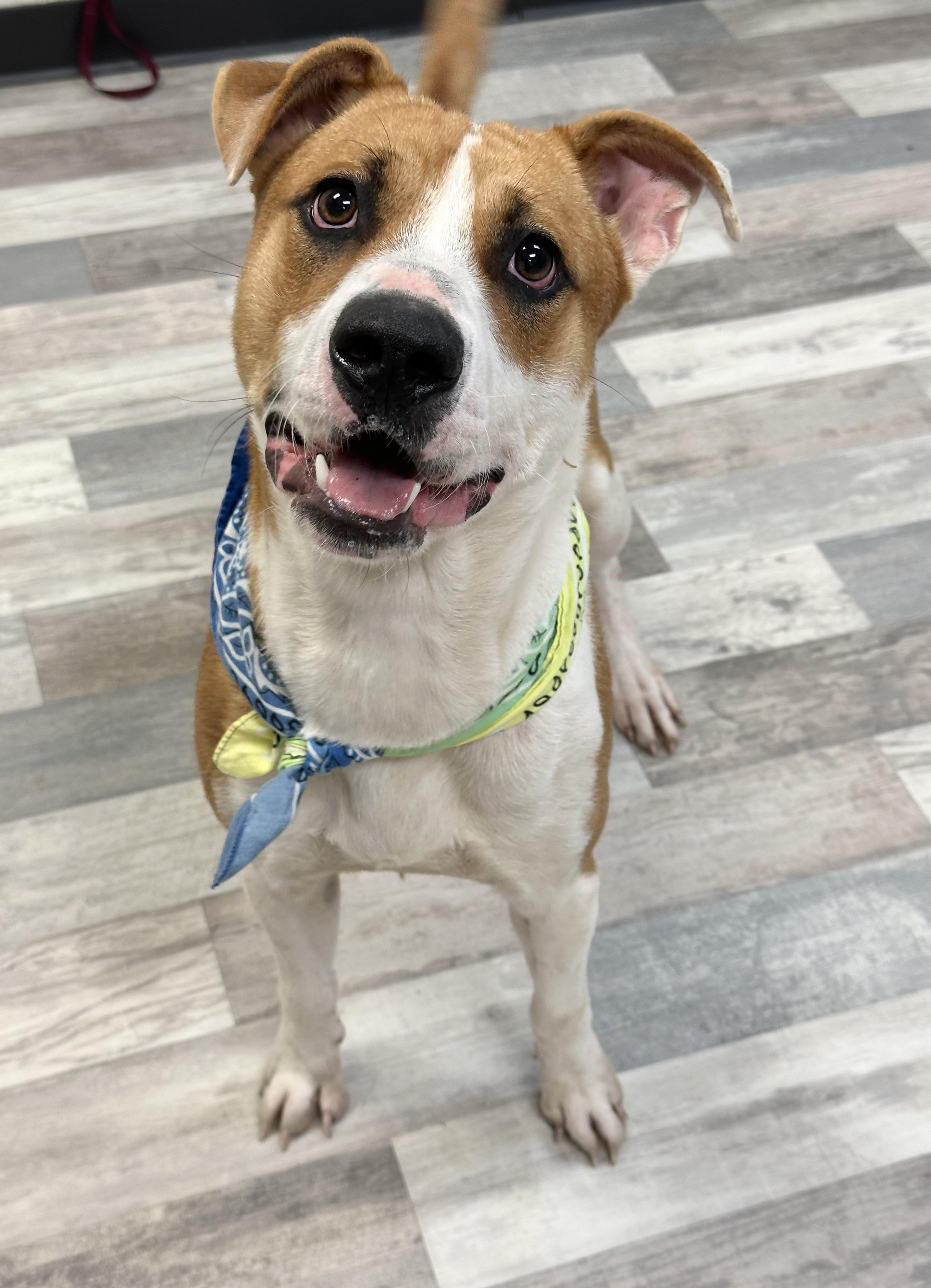 Jason, Adoptable, Adult Male American Bulldog.