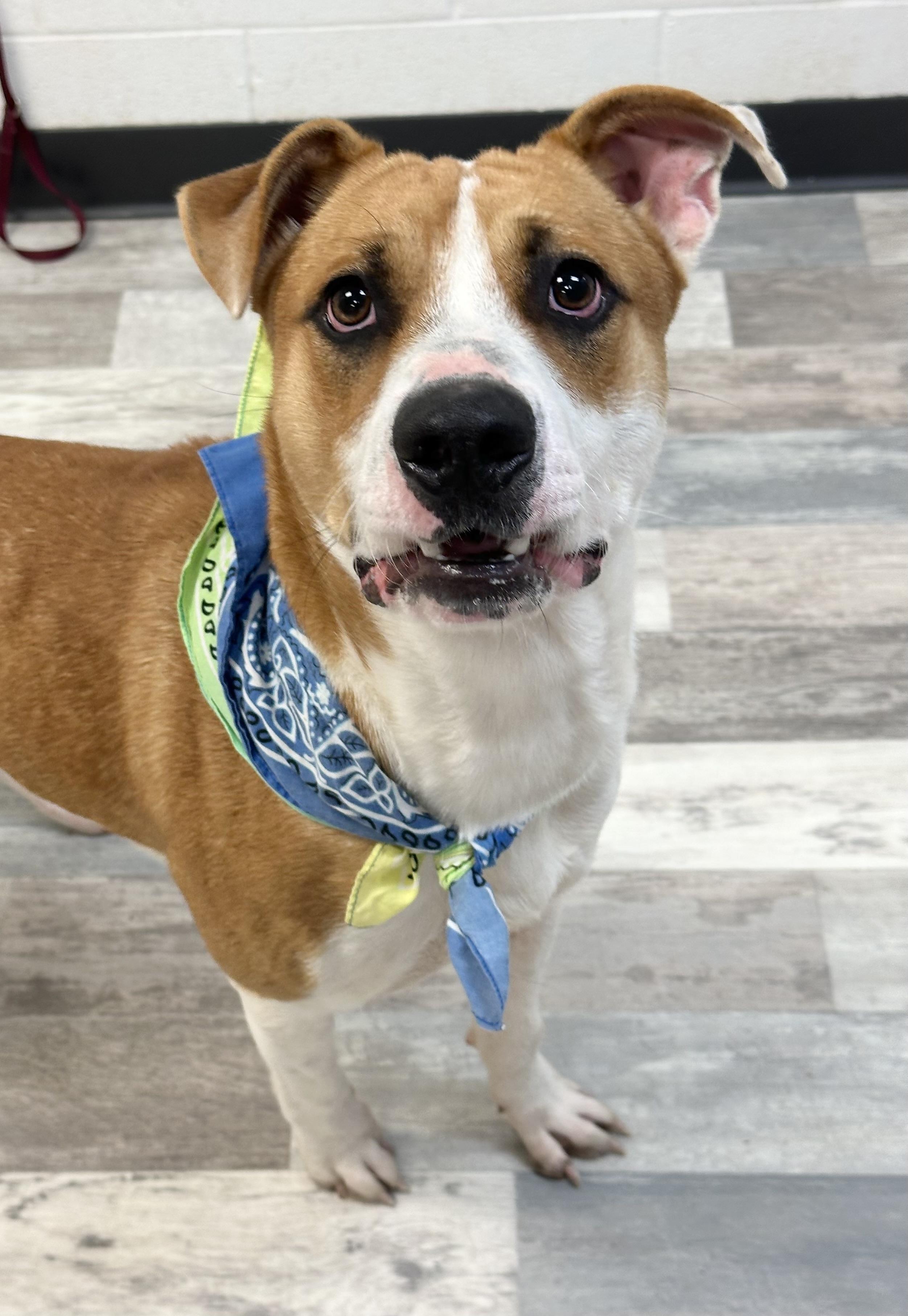 Jason, a Adoptable mixed breed in Lufkin, TX image 2/5