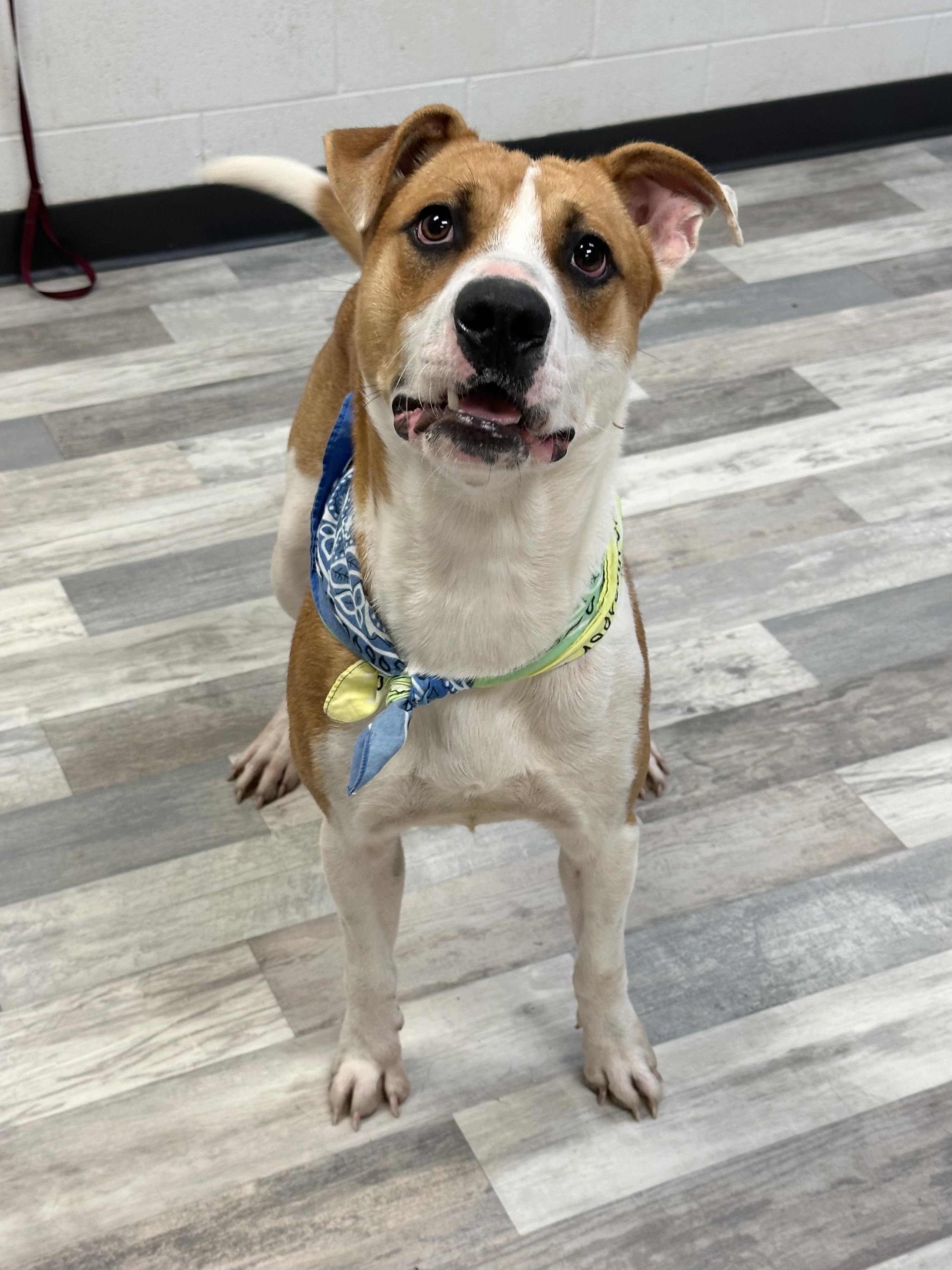 Jason, a Adoptable mixed breed in Lufkin, TX image 3/5