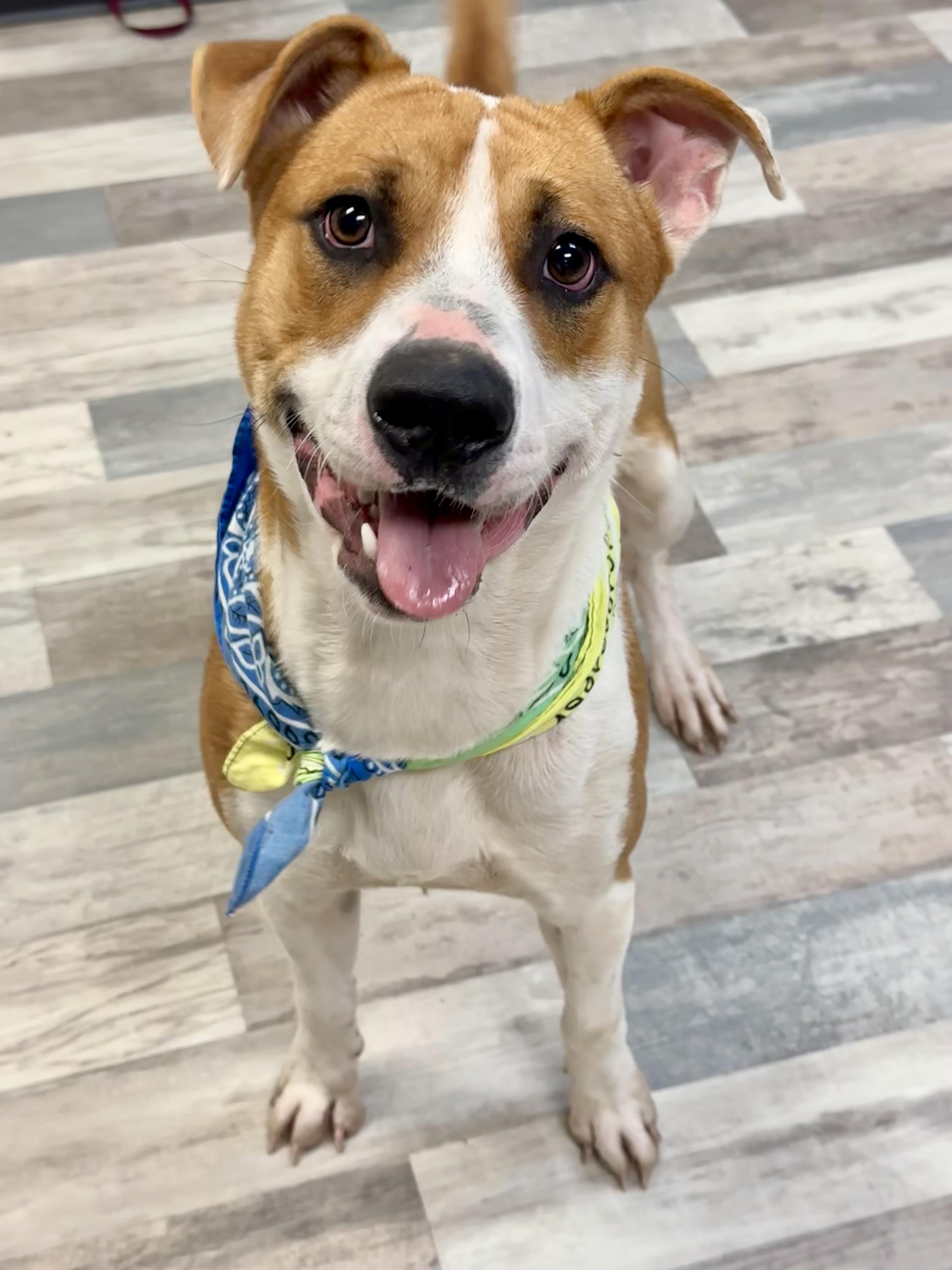 Jason, a Adoptable mixed breed in Lufkin, TX image 4/5