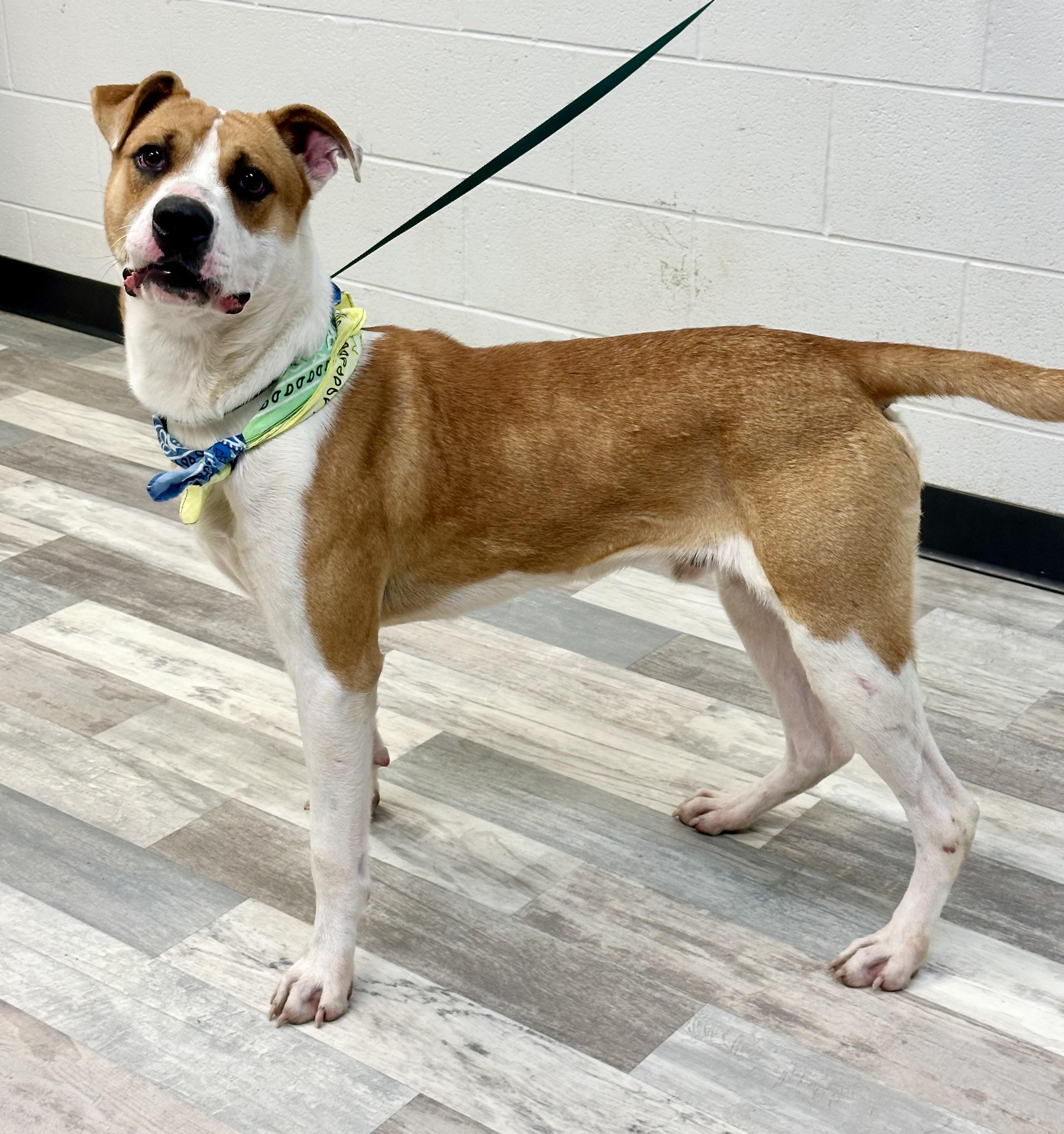 Jason, a Adoptable mixed breed in Lufkin, TX image 5/5