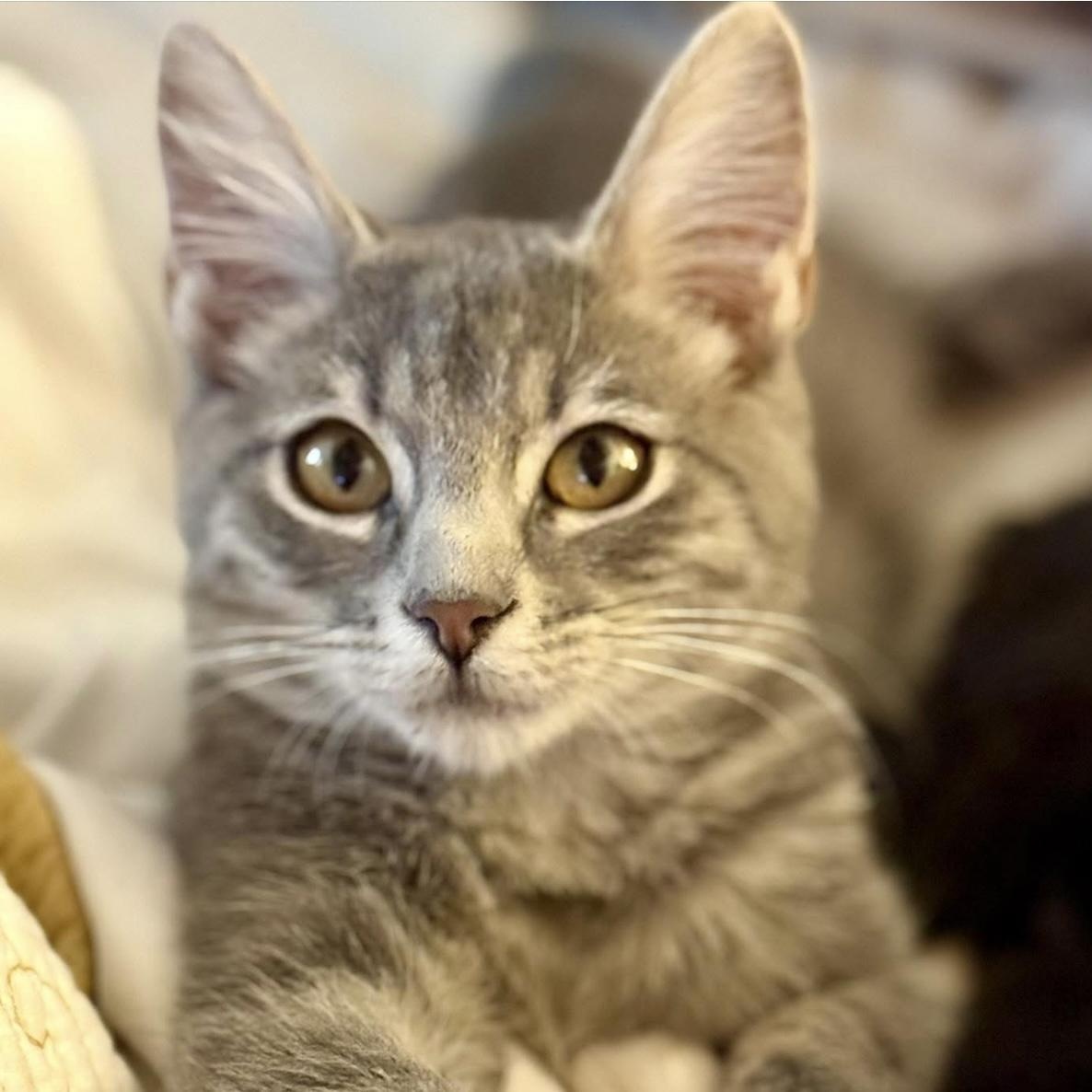 Enlarge Willow, an adoptable mixed breed in Santa Rosa, CA image 1/1