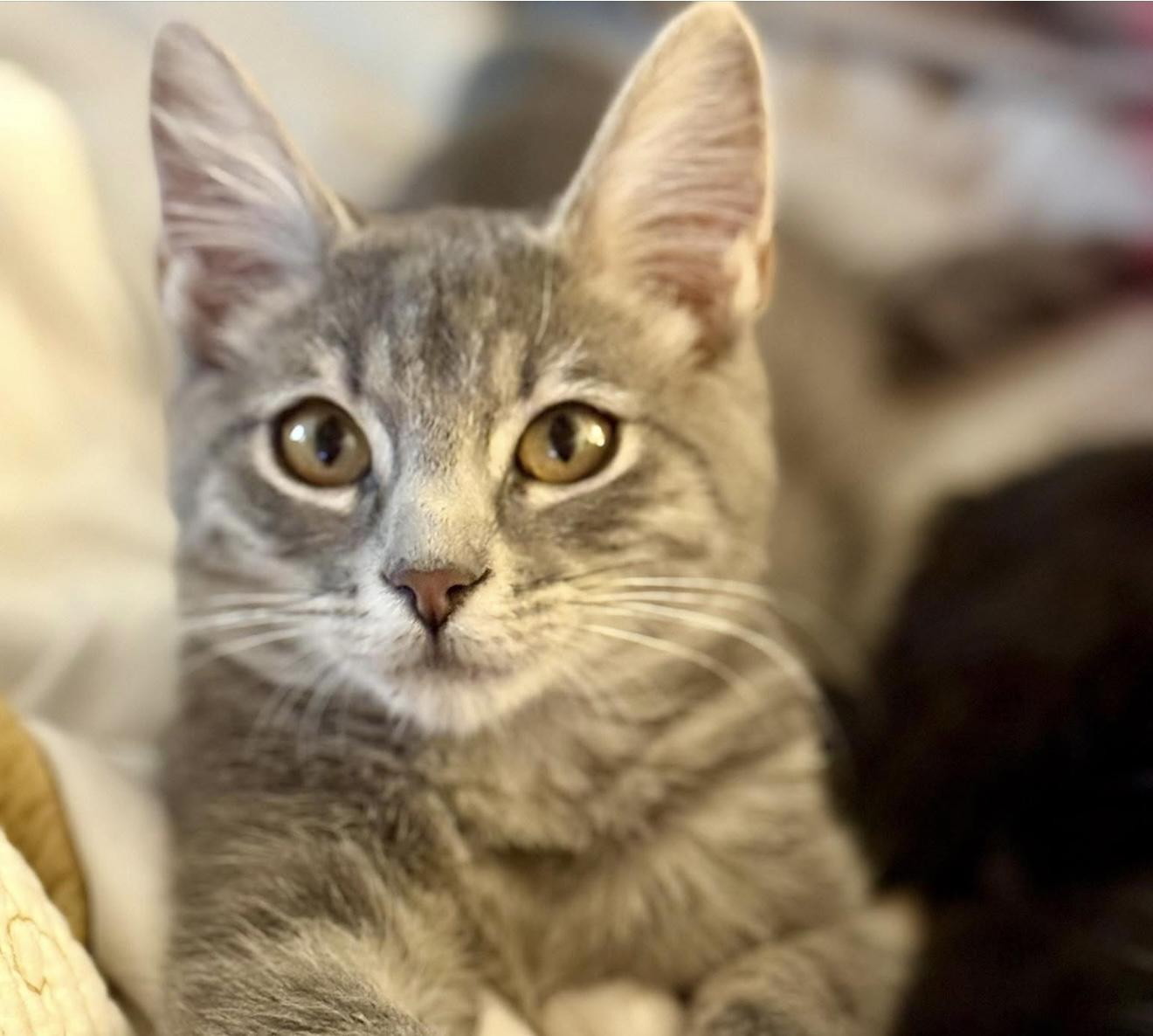 Enlarge Willow, a Adoptable mixed breed in Santa Rosa, CA image 1/1