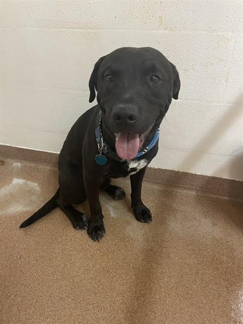 MR. PIBBLES, Adoptable, Adult Male Labrador Retriever & Mixed Breed.