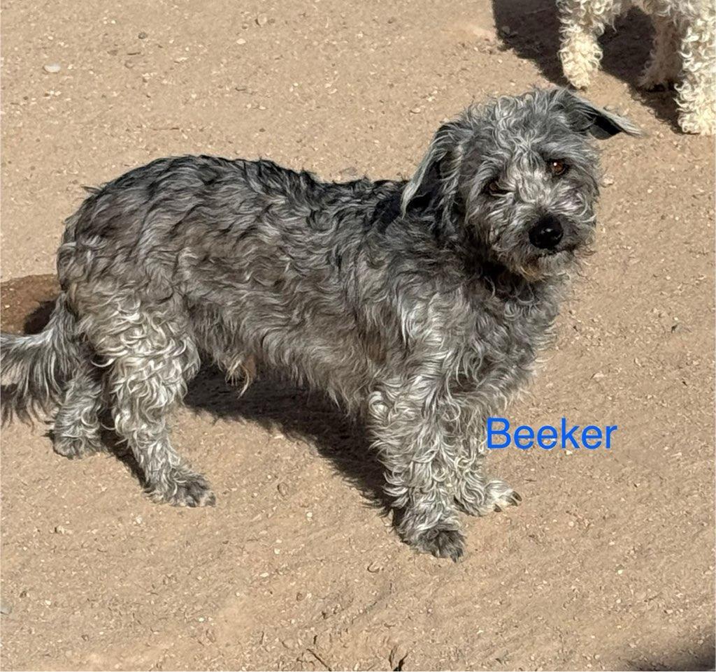 Enlarge Beeker, an adoptable mixed breed in Albuquerque, NM image 4/4