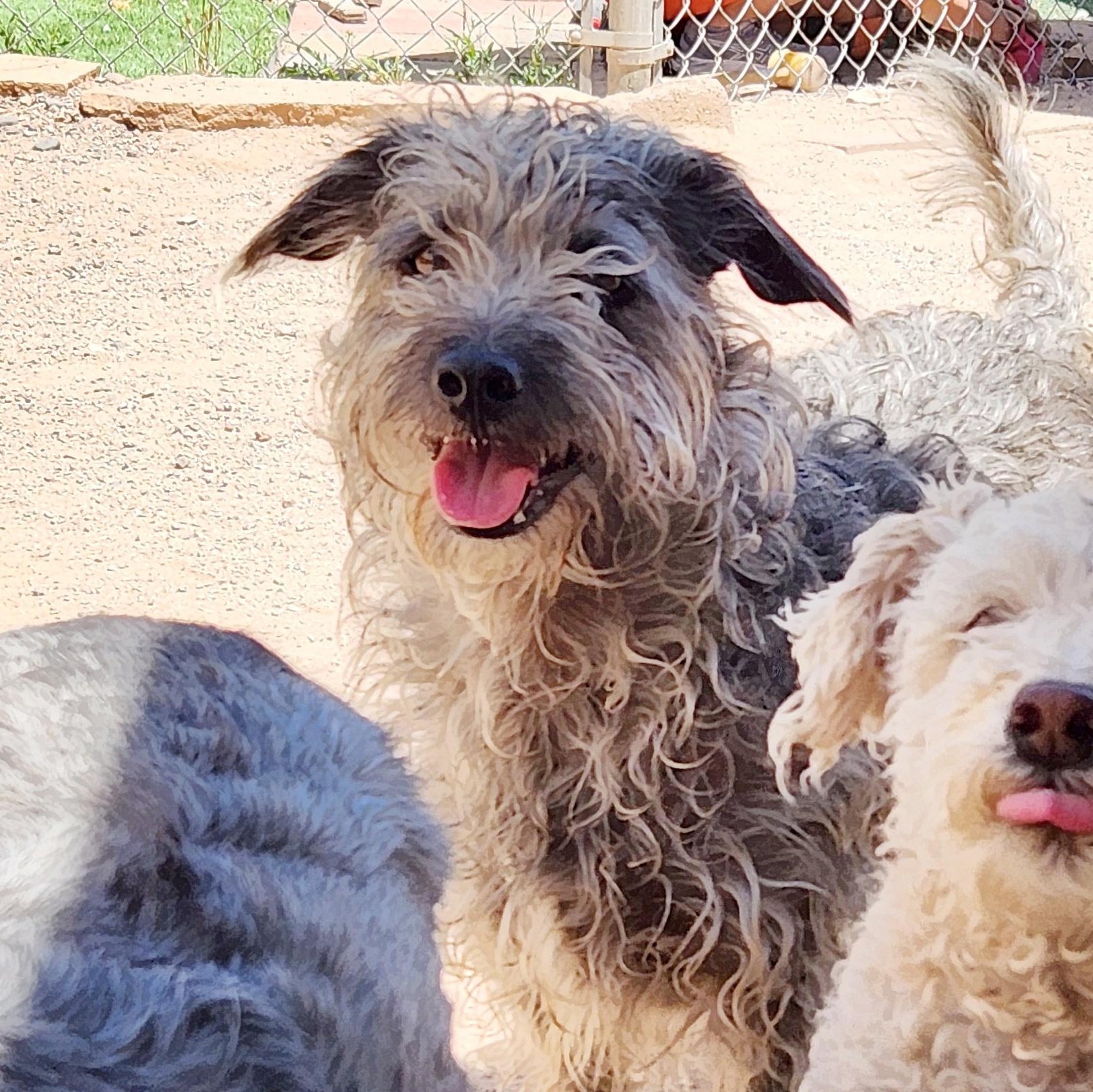 Enlarge Beeker, an adoptable mixed breed in Albuquerque, NM image 3/4